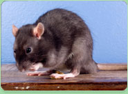 rat control Weston Super Mare
